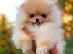 beautiful pomeranian puppies