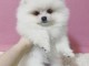 beautiful pomeranian puppies