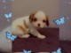 bébé chiot cavalier king charle femelle a donner 