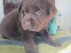chiot labrador retriever disponible 