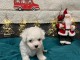 bébé chiot bichon frisé femelle 