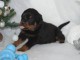 je donne chiot rottweiler mâle 