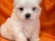 adoption chiot bichon maltais m&acirc;le 