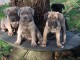 je donne chiot Cane Corso disponible 