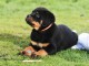 je donne chiot rottweiler 