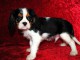 chiot cavalier king charle disponible 