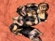 Annonce chiot Yorkshire terrier disponible 