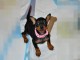 Adorable pinscher nain disponible 