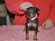 J donne chiot pinscher nain 