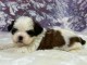 Chiot Shih Tzu a donner 