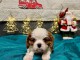 Adorable chiot cavalier king charle 