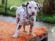 Je donne chiot dalmatien 