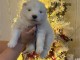 Magnifique chiot samoy&egrave;de a donner 