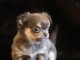 B&eacute;b&eacute; chiot chihuahua m&acirc;le a donner 