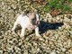 Adorable chiot bouledogue fran&ccedil;ais 