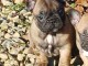Adorable chiot bouledogue fran&ccedil;ais 