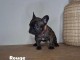 chiot type bouledogue fran&ccedil;ais disponible 