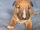 chiot Bull terrier disponible pour adoption 