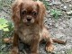 b&eacute;b&eacute; chiot cavalier king charle disponible 