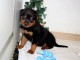 adorable chiot rottweiler &agrave; donner 
