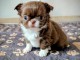 magnifique chiot chihuahua femelle 