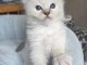 Adorable chaton ragdoll femelle a donner 